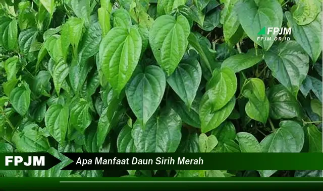 apa manfaat daun sirih merah