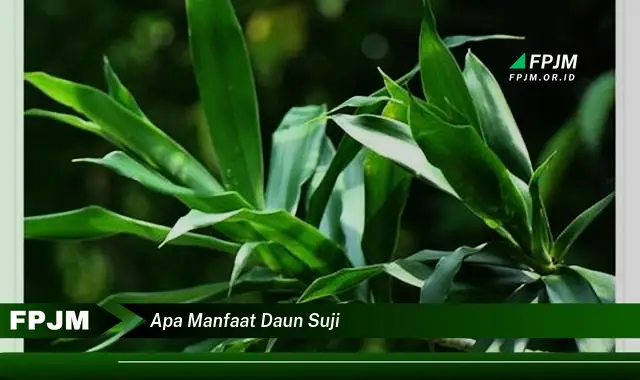 apa manfaat daun suji