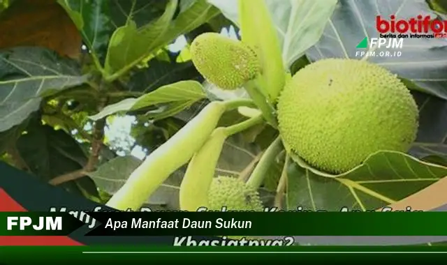 apa manfaat daun sukun