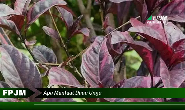 apa manfaat daun ungu