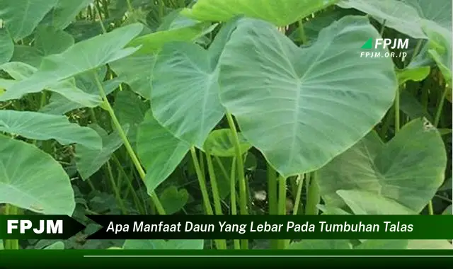 apa manfaat daun yang lebar pada tumbuhan talas