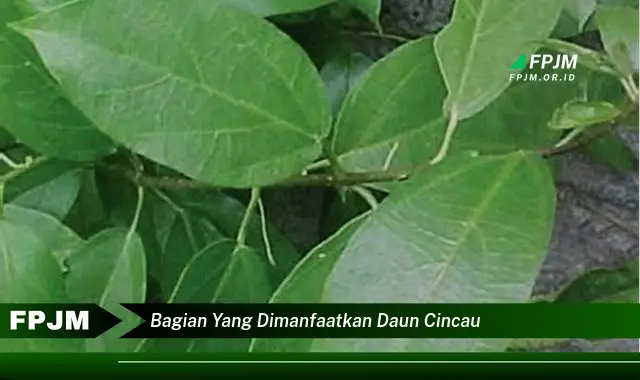 Ketahui 10 Manfaat Daun Cincau, Bagian yang Dimanfaatkan dan Khasiatnya untuk Kesehatan