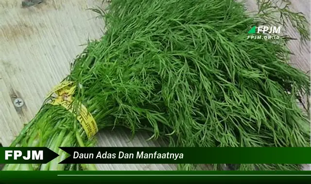 daun adas dan manfaatnya