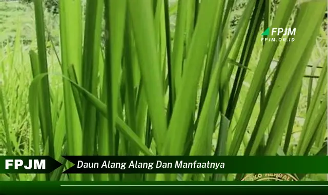 daun alang alang dan manfaatnya