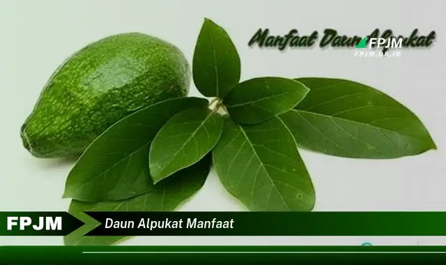 daun alpukat manfaat