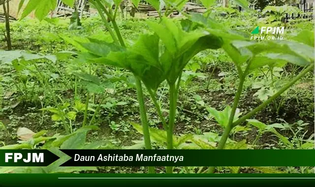 Ketahui 8 Manfaat Daun Ashitaba untuk Kesehatan Tubuh Anda