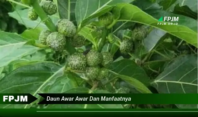 daun awar awar dan manfaatnya