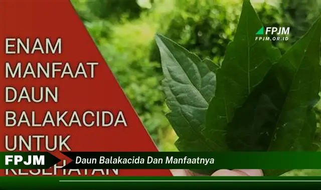 daun balakacida dan manfaatnya