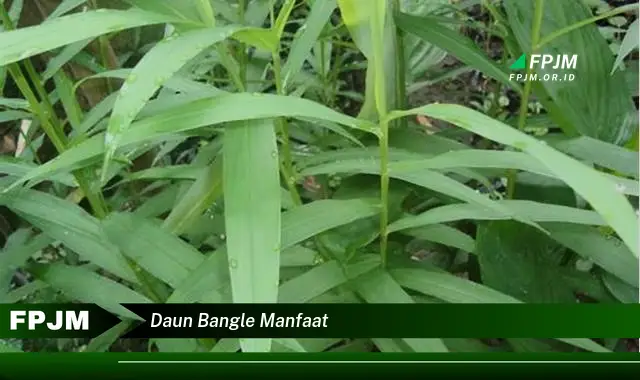 daun bangle manfaat