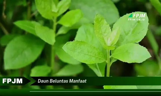 daun beluntas manfaat