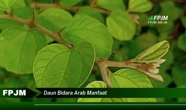 daun bidara arab manfaat