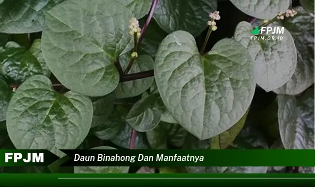 Ketahui 9 Manfaat Daun Binahong dan Manfaatnya untuk Kesehatan Anda