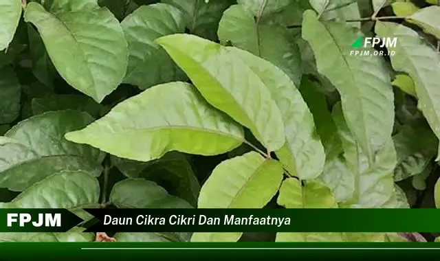 daun cikra cikri dan manfaatnya