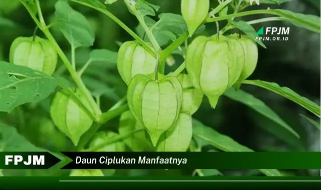 daun ciplukan manfaatnya