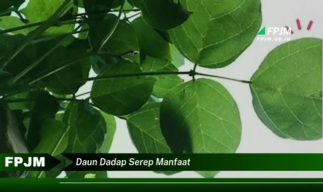 daun dadap serep manfaat