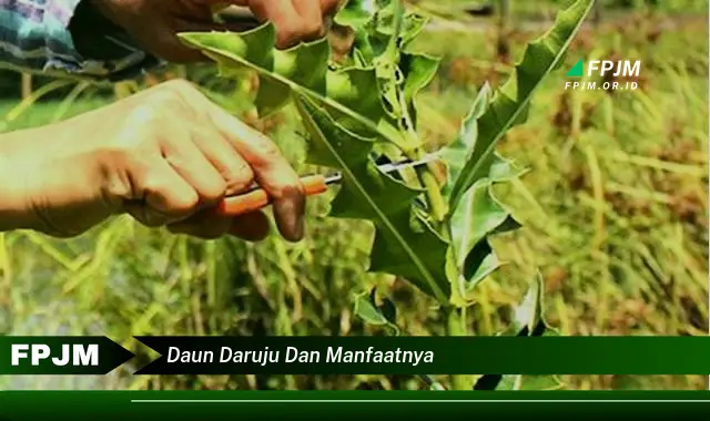 daun daruju dan manfaatnya