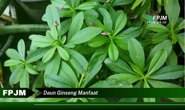 daun ginseng manfaat