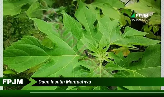 Ketahui 10 Manfaat Daun Insulin untuk Kesehatan Anda