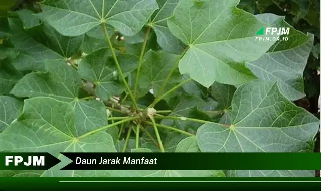 daun jarak manfaat