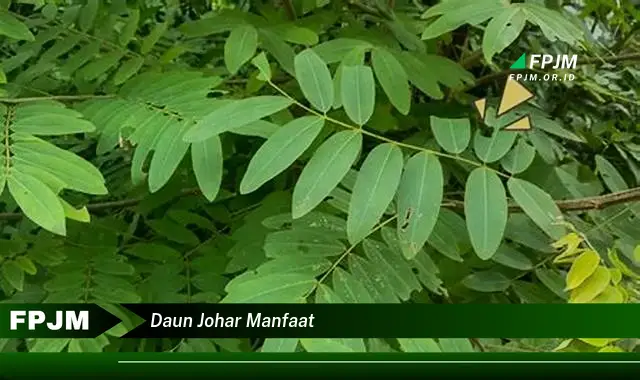 daun johar manfaat