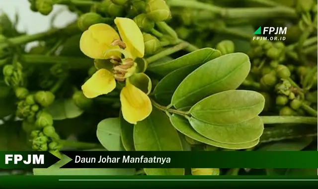 daun johar manfaatnya