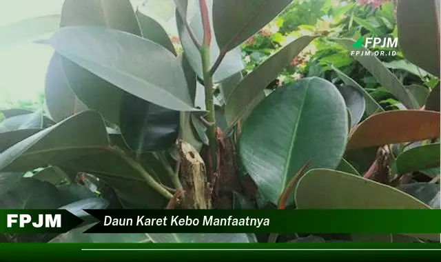 Ketahui 8 Manfaat Daun Karet Kebo untuk Kesehatan dan Kecantikan Anda