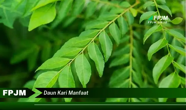 daun kari manfaat