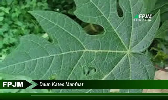 daun kates manfaat