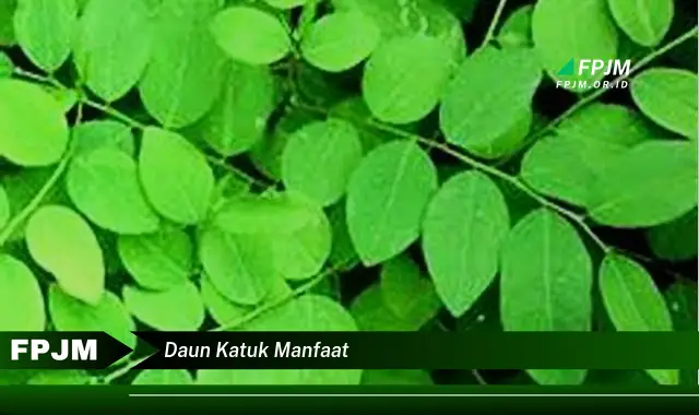 daun katuk manfaat