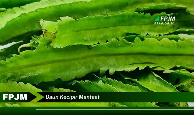 daun kecipir manfaat