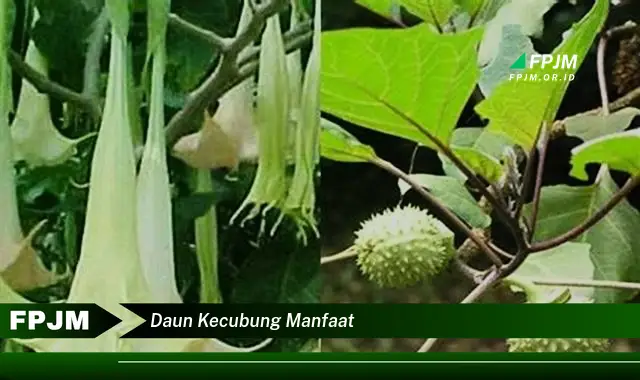 Ketahui 9 Manfaat Daun Kecubung untuk Kesehatan dan Efek Sampingnya