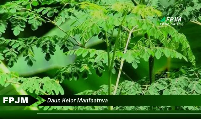 daun kelor manfaatnya