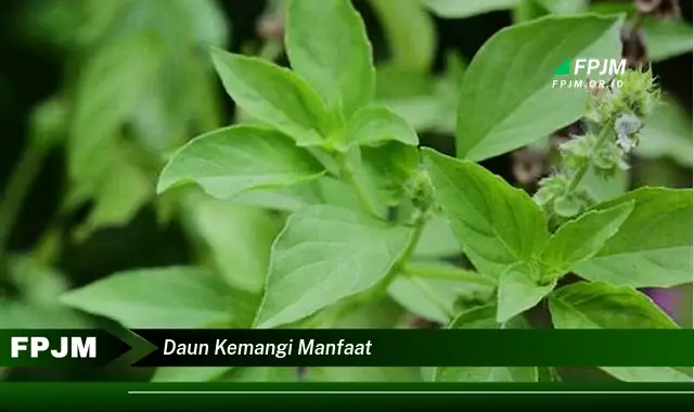 daun kemangi manfaat