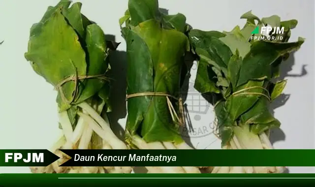 daun kencur manfaatnya