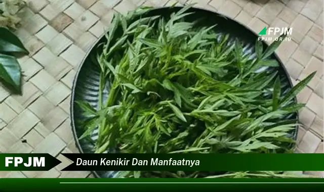 daun kenikir dan manfaatnya