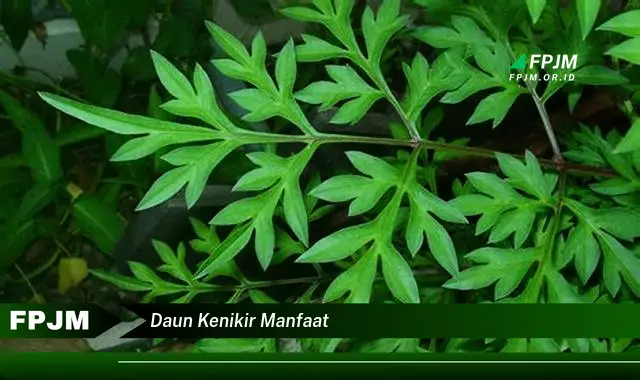 daun kenikir manfaat