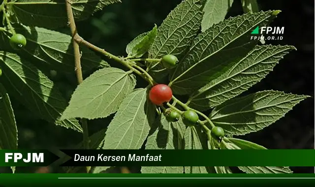 daun kersen manfaat