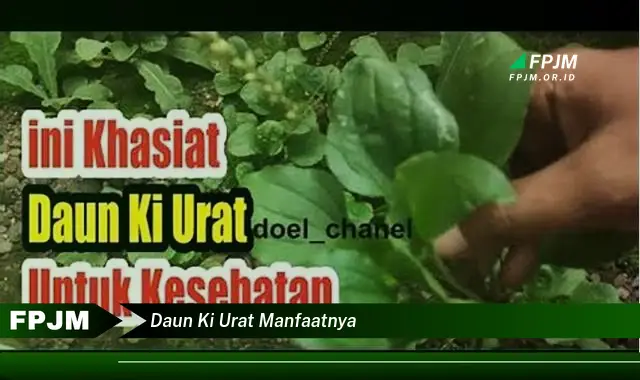 daun ki urat manfaatnya