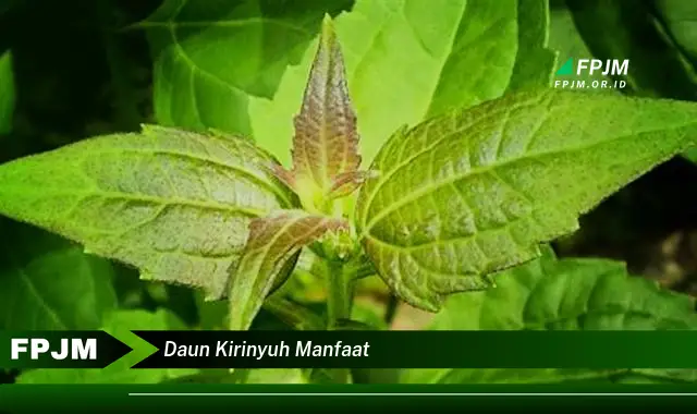 Temukan 10 Manfaat Daun Kirinyuh untuk Kesehatan Anda