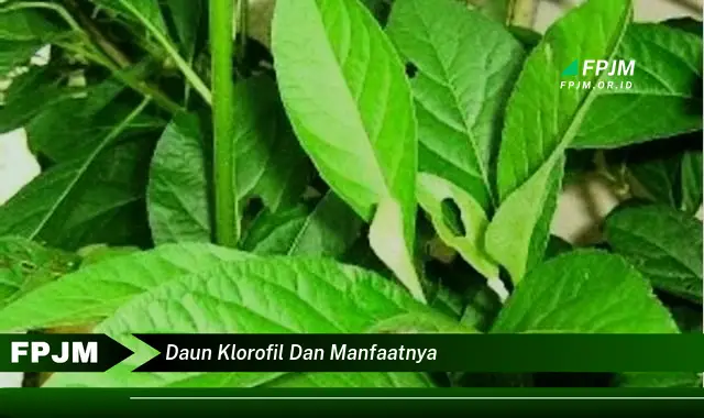 daun klorofil dan manfaatnya