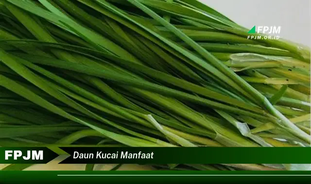 daun kucai manfaat