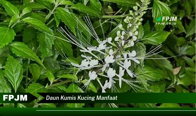 daun kumis kucing manfaat