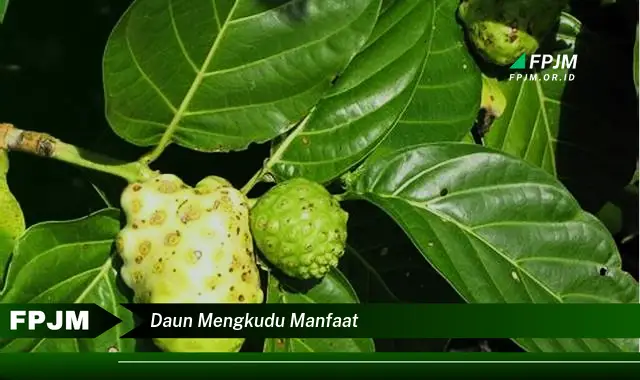 daun mengkudu manfaat