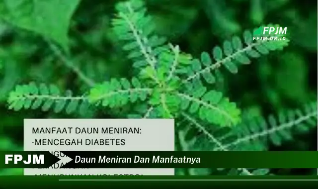 Ketahui 9 Manfaat Daun Meniran untuk Kesehatan Tubuh Anda