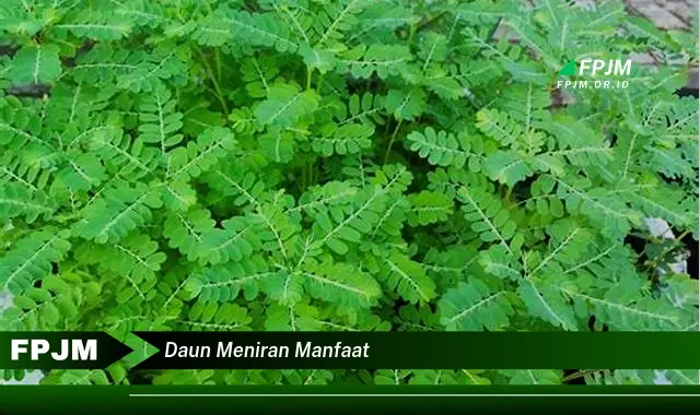 daun meniran manfaat