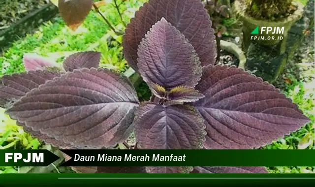 daun miana merah manfaat