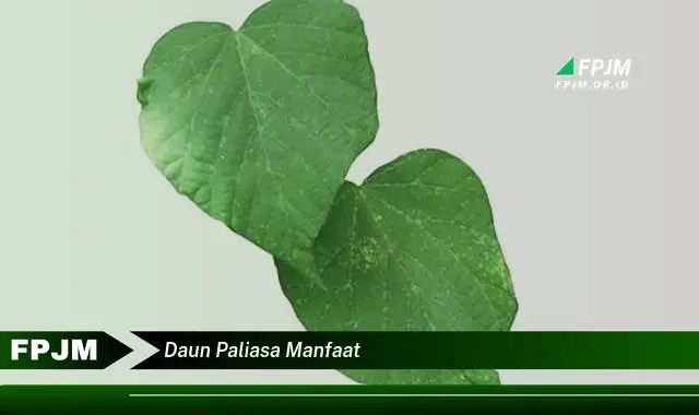 daun paliasa manfaat