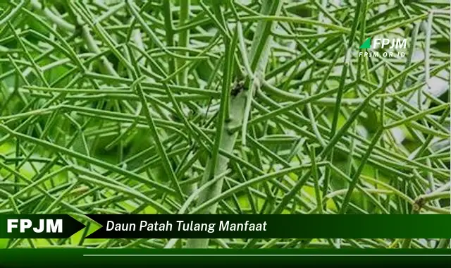 daun patah tulang manfaat