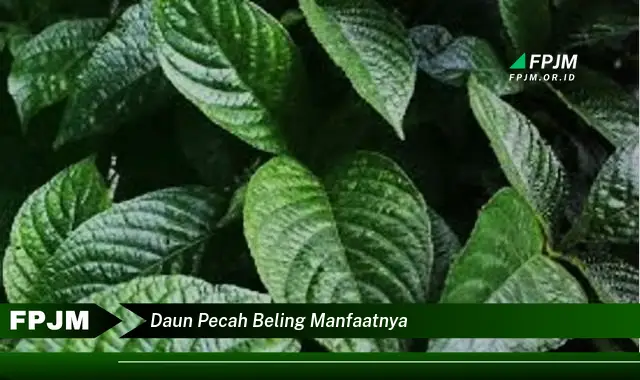 daun pecah beling manfaatnya