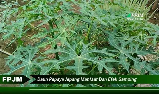 Ketahui 8 Manfaat Daun Pepaya Jepang untuk Kesehatan, Khasiat dan Efek Samping yang Perlu Anda Perhatikan